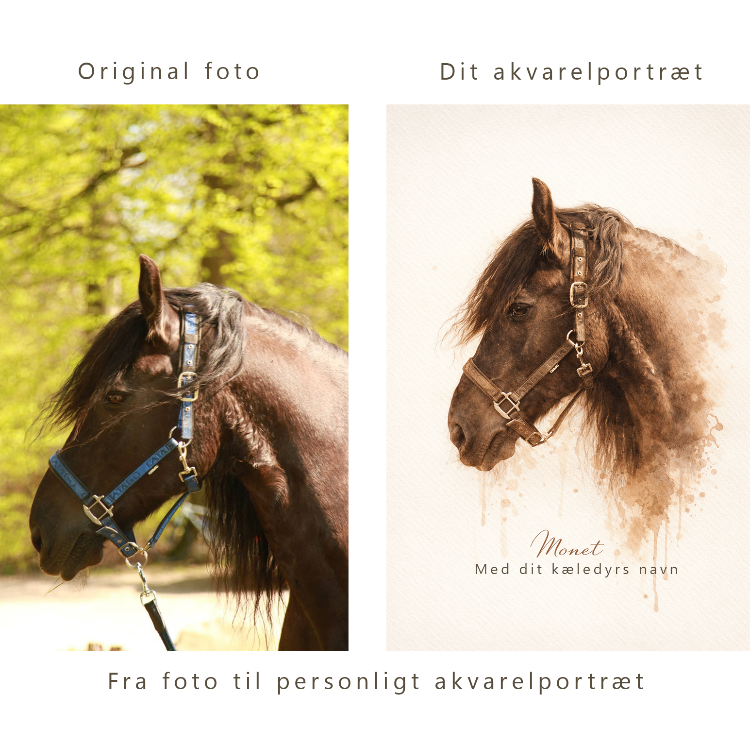 Kæledyrsportræt i akvarel