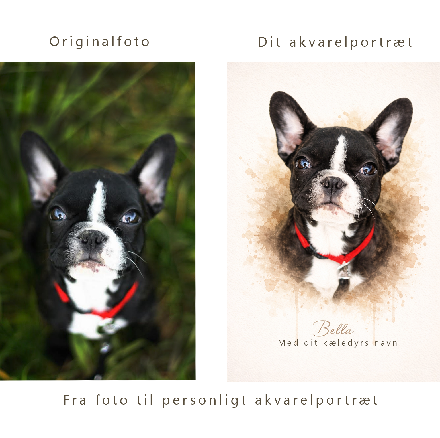 Kæledyrsportræt i akvarel